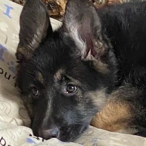 Meet your Posher, Patti